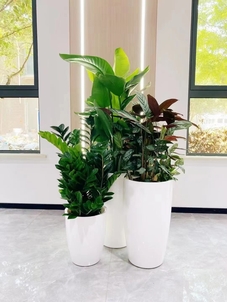 宁波绿植出租服务好